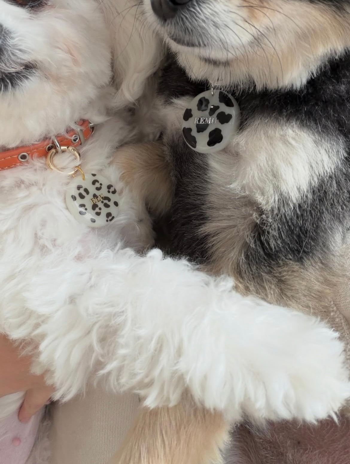 Circle Tag - Leopard (brown)